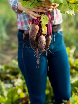 agricultura hortalizas papas